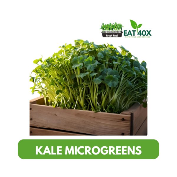 Kale Microgreens
