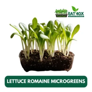 Lettuce Romaine Microgreens
