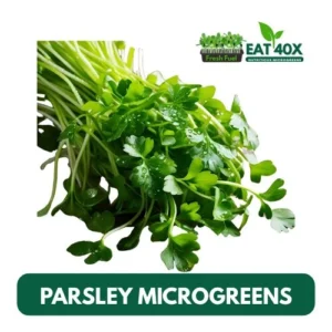 Parsley Gigante Microgreens
