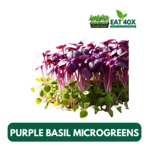 Purple Basil Microgreens