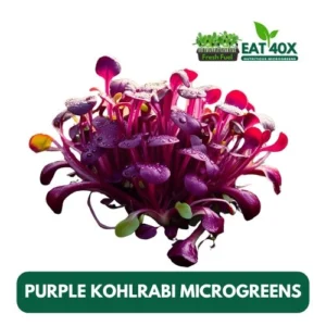 Purple Kohlrabi Microgreens