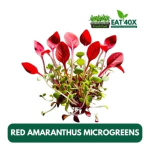 Red Amaranthus Microgreens