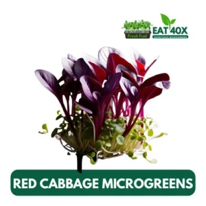 Red Cabbage Microgreens