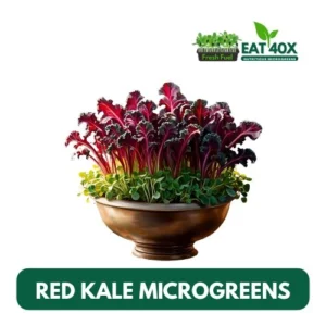 Red Kale Microgreens