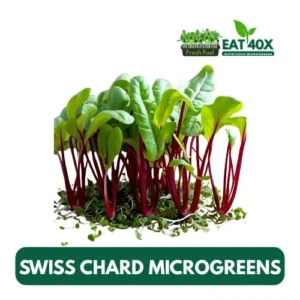 Swiss Chard Microgreens