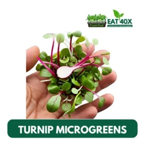 Turnip Microgreens