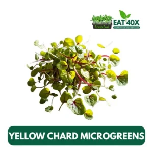 Yellow Chard Microgreens