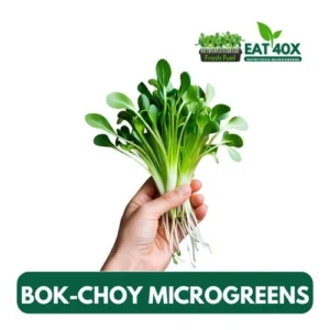 Bok Choy Microgreens